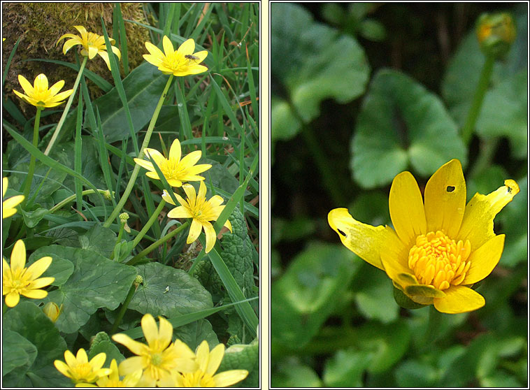 Lesser Celandine, Ficaria verna, Grn arcin