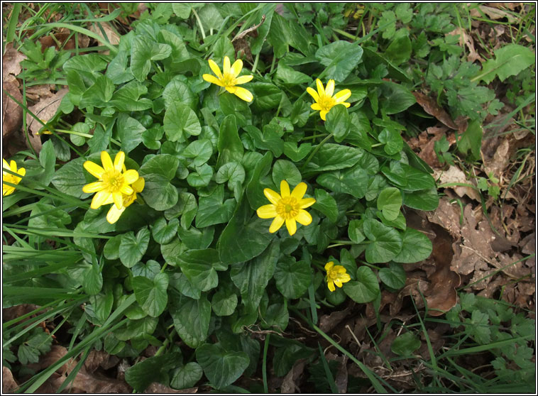 Lesser Celandine, Ficaria verna, Grn arcin