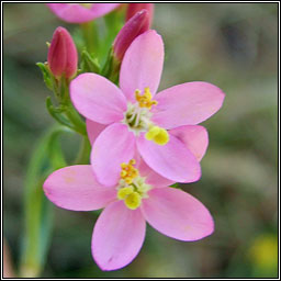 Centaury, Centaurium erythraea, Drimire Mhuire