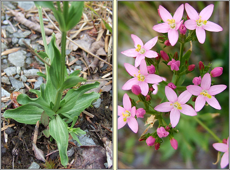 Centaury, Centaurium erythraea, Drimire Mhuire