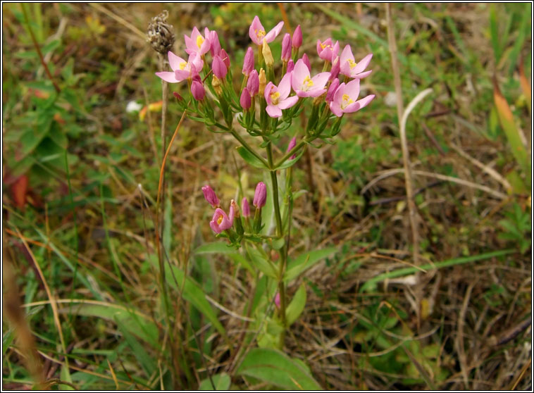 Centaury, Centaurium erythraea, Drimire Mhuire