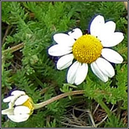 Chamomile, Chamaemelum nobile, Camn meall