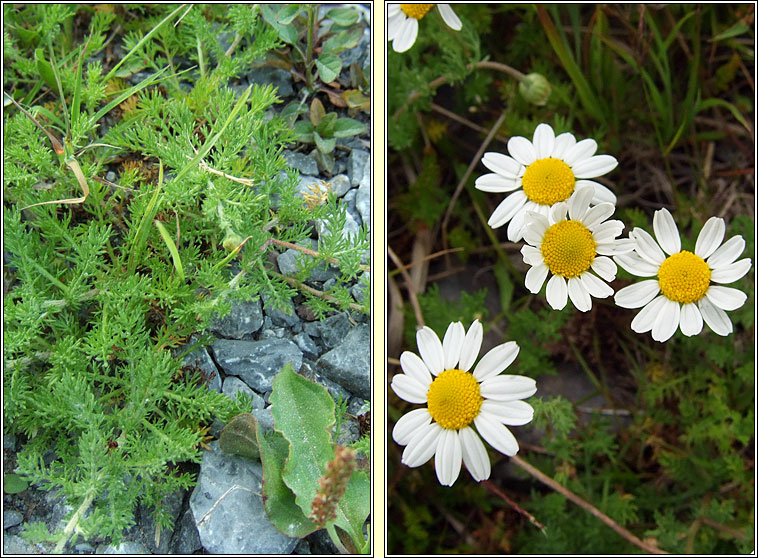 Chamomile, Chamaemelum nobile, Camn meall