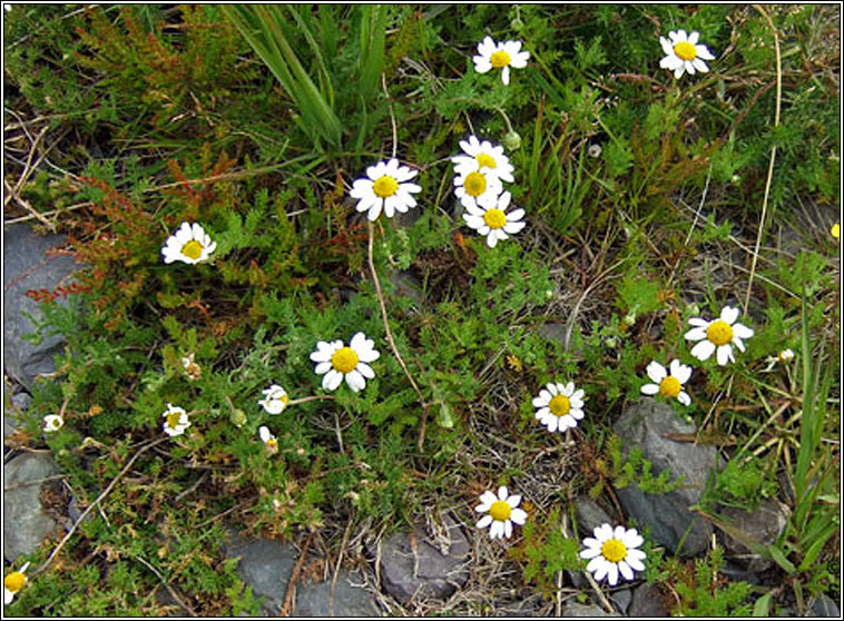 Chamomile, Chamaemelum nobile, Camn meall