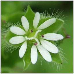 Chickweed, Stellaria media, Fuilig