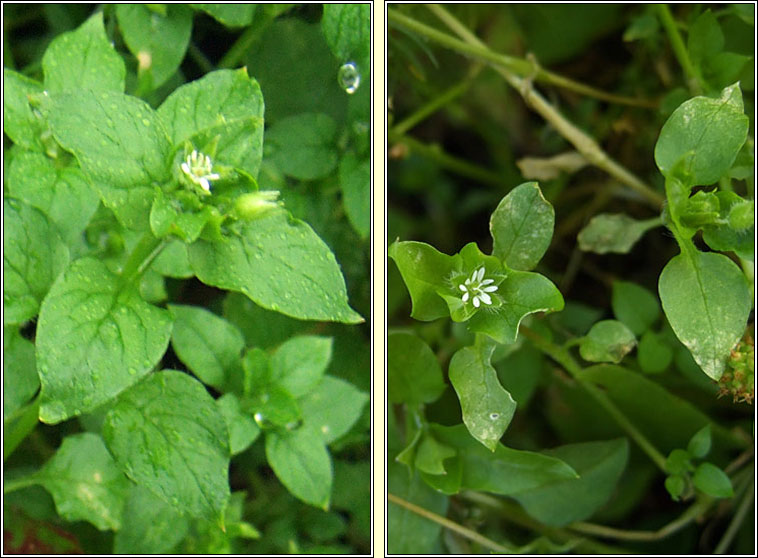 Chickweed, Stellaria media, Fuilig