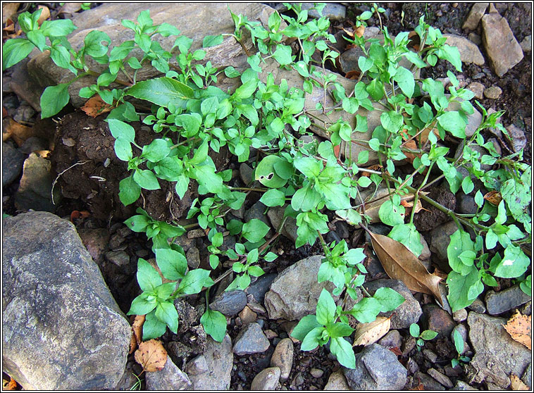 Chickweed, Stellaria media, Fuilig