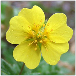 Creeping Cinquefoil, Potentilla reptans, Cig mhar mhuire