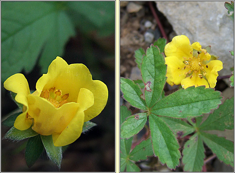 Creeping Cinquefoil, Potentilla reptans, Cig mhar mhuire