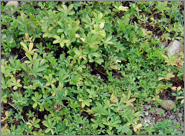 Creeping Cinquefoil, Potentilla reptans, Cig mhar mhuire