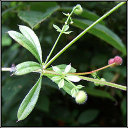 Cleavers, Galium aparine, Garbhlus