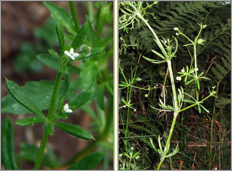 Cleavers, Galium aparine, Garbhlus