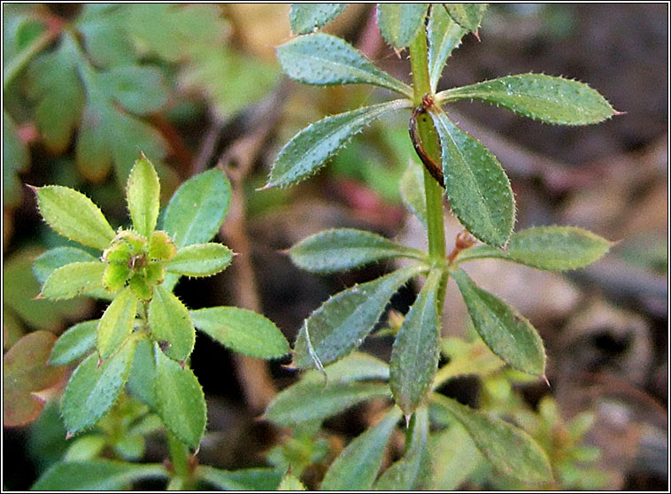 Cleavers, Galium aparine, Garbhlus