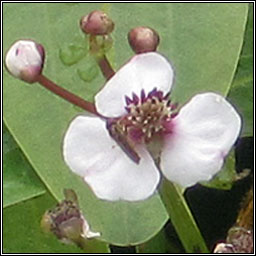 Arrowhead, Sagittaria sagittifolia, Rinn saighde