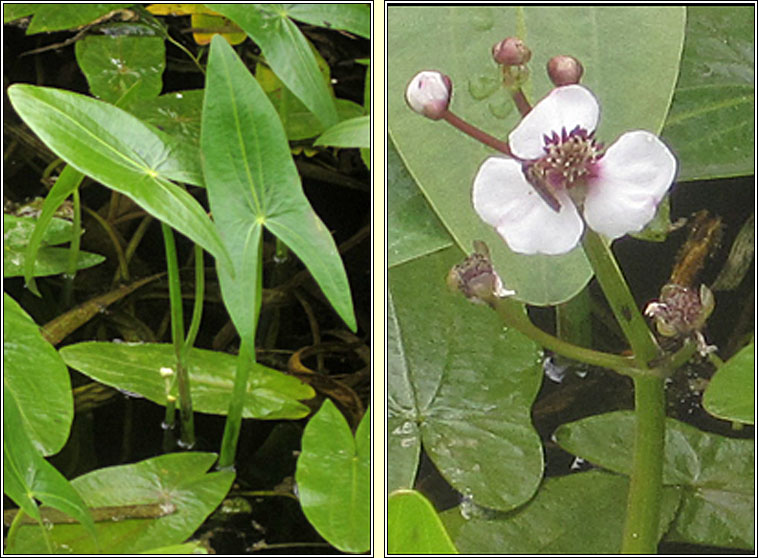 Arrowhead, Sagittaria sagittifolia, Rinn saighde