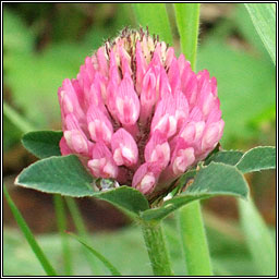 Red Clover, Trifolium pratense, Seamair dhearg