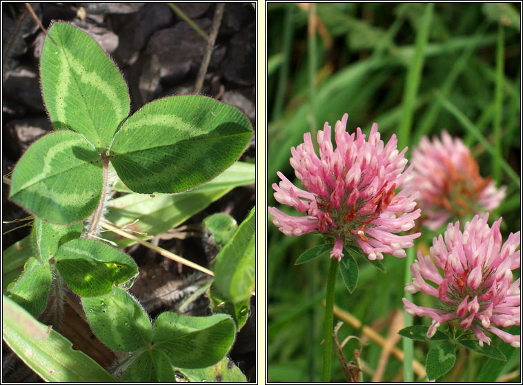 Red Clover, Trifolium pratense, Seamair dhearg