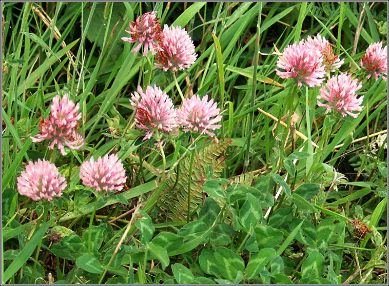 Red Clover, Trifolium pratense, Seamair dhearg