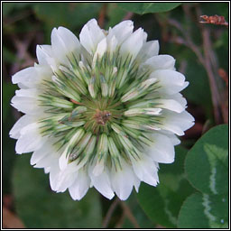 White Clover, Trifolium repens, Seamair bhán