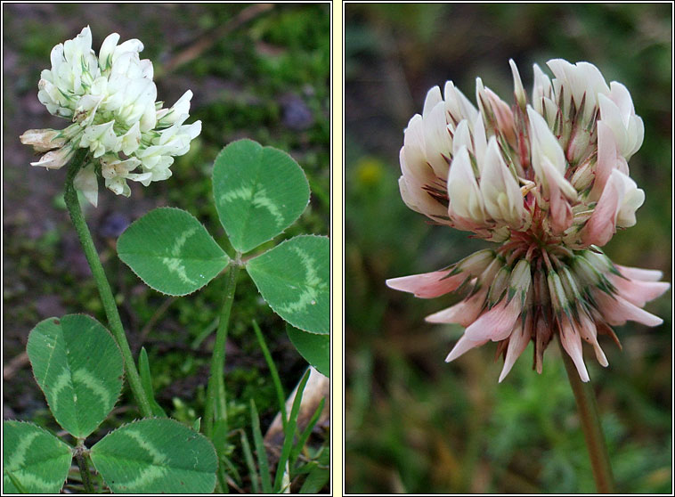 White Clover, Trifolium repens, Seamair bhn