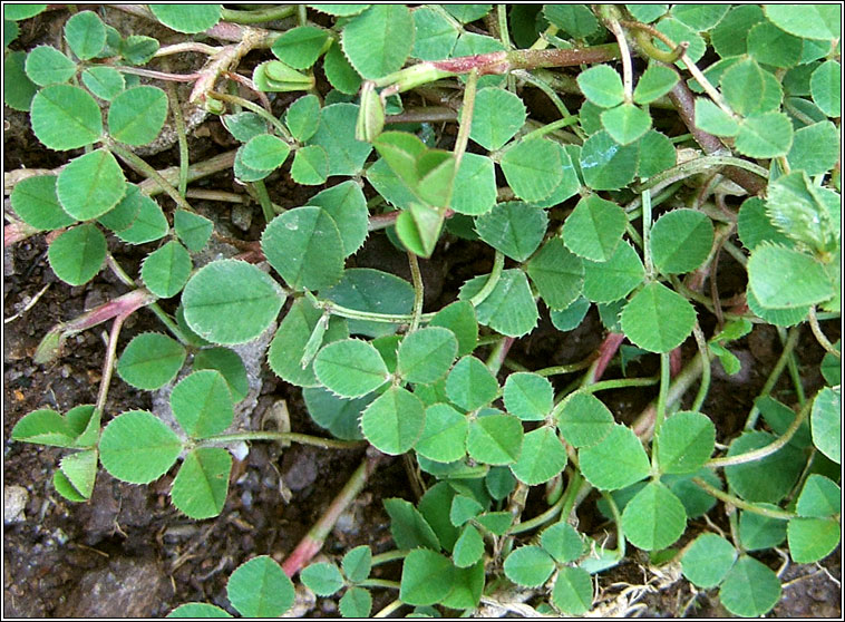 White Clover, Trifolium repens, Seamair bhn