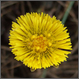 Coltsfoot, Tussilago farfara, Sponc