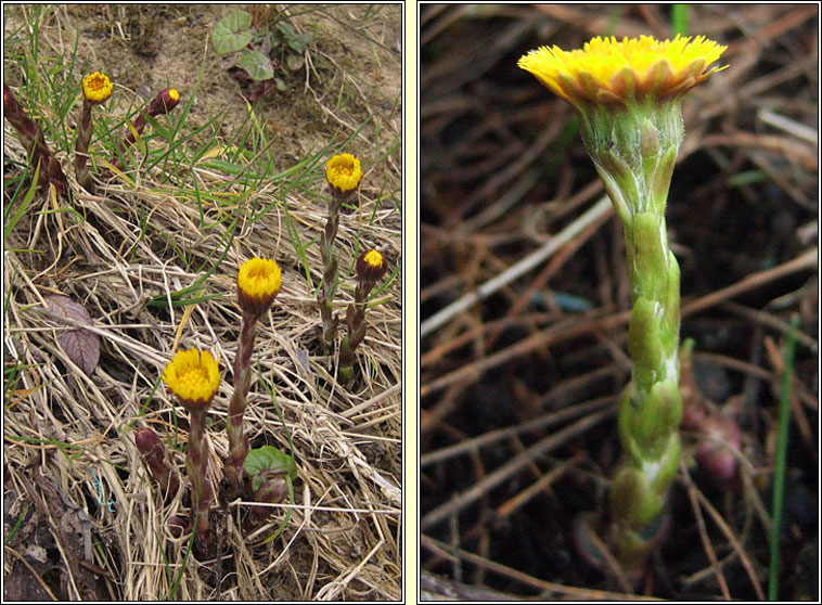 Coltsfoot, Tussilago farfara, Sponc