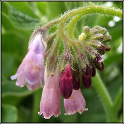 Russian Comfrey, Symphytum x uplandicum, Compar Riseach