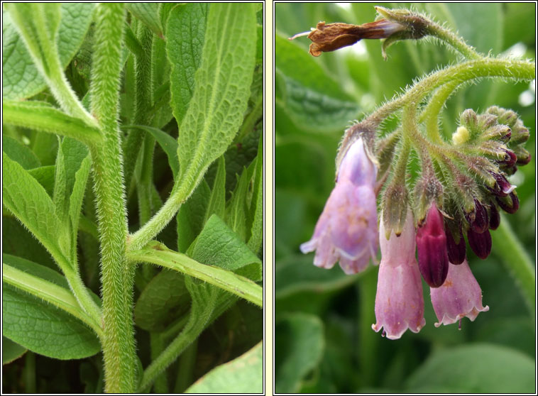 Russian Comfrey, Symphytum x uplandicum, Compar Riseach