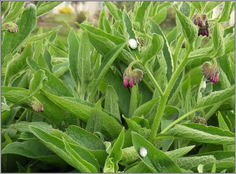 Russian Comfrey, Symphytum x uplandicum, Compar Riseach