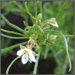 Corn Spurrey, Spergula arvensis, Corrn lin