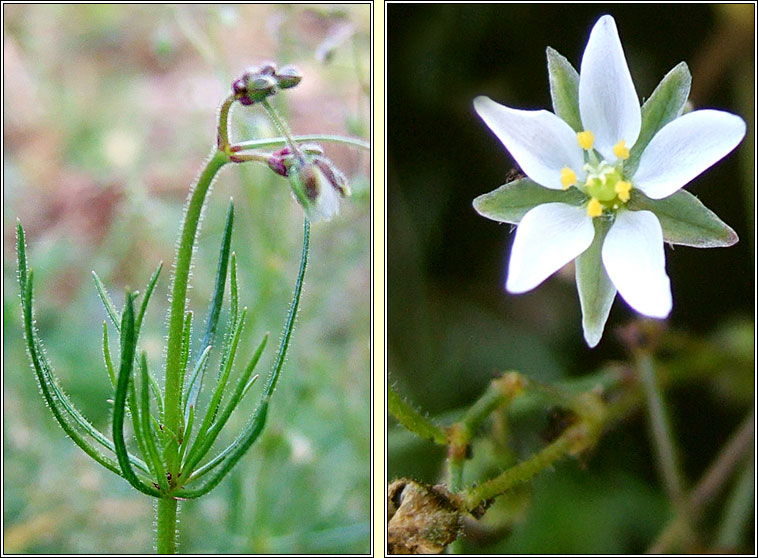 Corn Spurrey, Spergula arvensis, Corrn lin