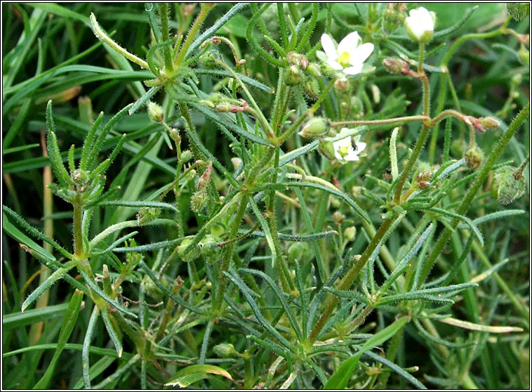 Corn Spurrey, Spergula arvensis, Corrn lin