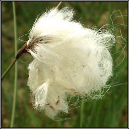 Cotton-grass, Eriophorum