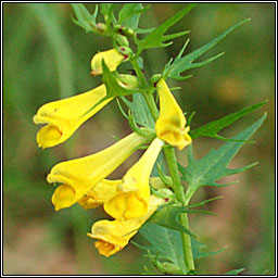 Cow Wheat, Melampyrum pratense, Lus an tsagairt