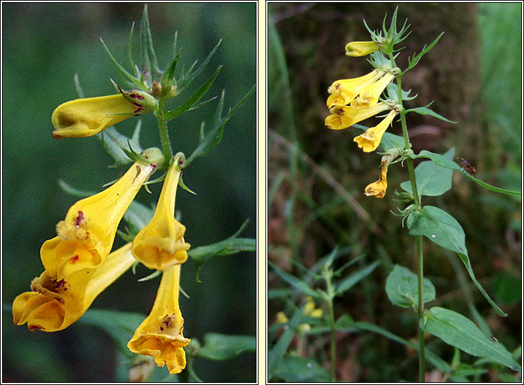 Cow Wheat, Melampyrum pratense, Lus an tsagairt