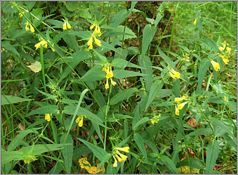 Cow Wheat, Melampyrum pratense, Lus an tsagairt