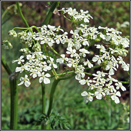 Cow Parsley, Anthriscus sylvestris, Pheirsil bh