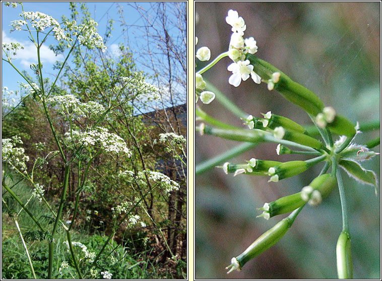 Cow Parsley, Anthriscus sylvestris, Pheirsil bh