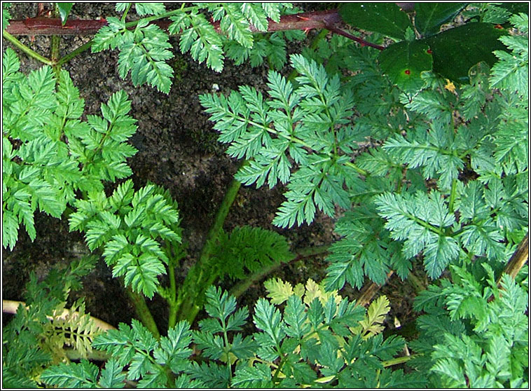 Cow Parsley, Anthriscus sylvestris, Pheirsil bh