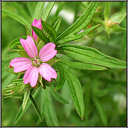 Cut-leaved Crane's-bill, Geranium dissectum, Crobh giobach