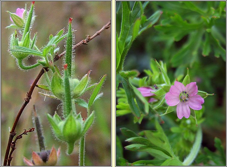 Cut-leaved Crane's-bill, Geranium dissectum, Crobh giobach