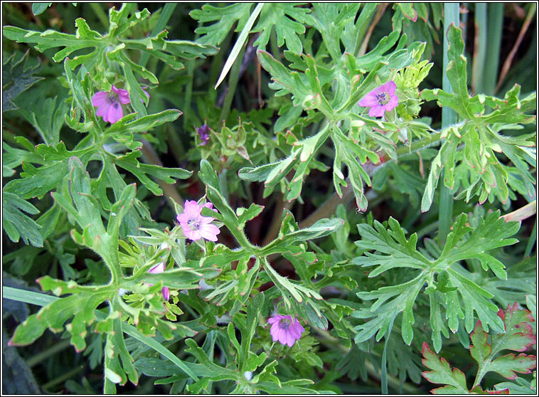 Cut-leaved Crane's-bill, Geranium dissectum, Crobh giobach