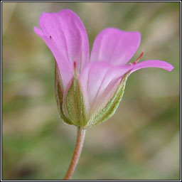 Long-stalked Cranes-bill, Geranium columbinum, Crobh coilm