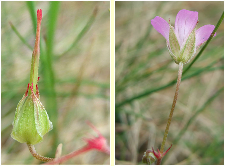 Long-stalked Cranes-bill, Geranium columbinum, Crobh coilm