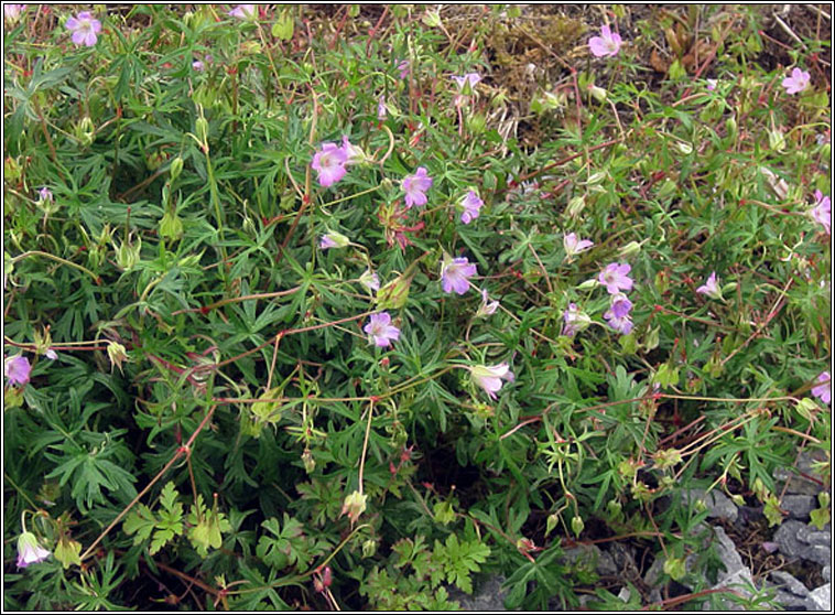 Long-stalked Cranes-bill, Geranium columbinum, Crobh coilm