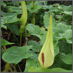 Lords-and-Ladies, Cuckoo-pint, Arum maculatum, Chluas chaoin