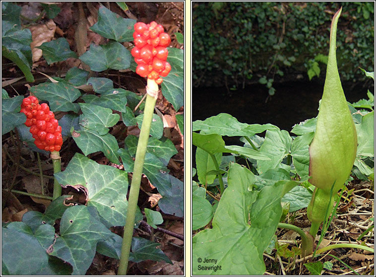 Lords-and-Ladies, Cuckoo-pint, Arum maculatum, Chluas chaoin