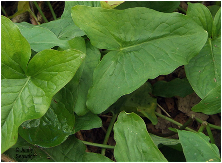 Lords-and-Ladies, Cuckoo-pint, Arum maculatum, Chluas chaoin