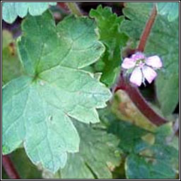 Round-leaved Cranes-bill, Geranium rotundifolium, Crobh cruinn